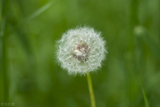 怎样进行蒲公英的栽培和管理方法？蒲公英栽种方法？过来看看吧