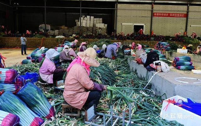 海东互助：高原特色冷凉蔬菜种植基地“遍地金”