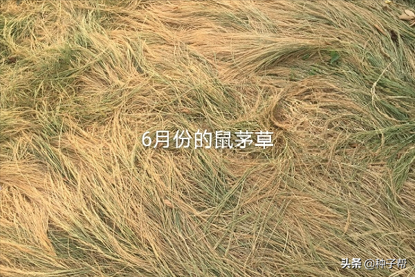 果园种鼠茅草，4-5年不用花钱除草，疏松土壤，投入低，效益高