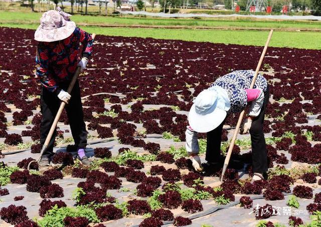 海东互助：高原特色冷凉蔬菜种植基地“遍地金”