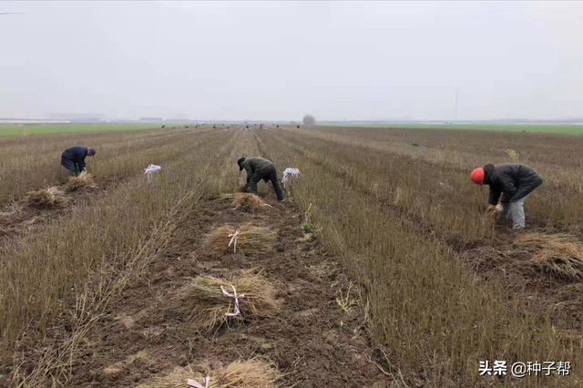 农科院蛋白桑小苗，一亩地需要多少量？什么时候栽植最好？