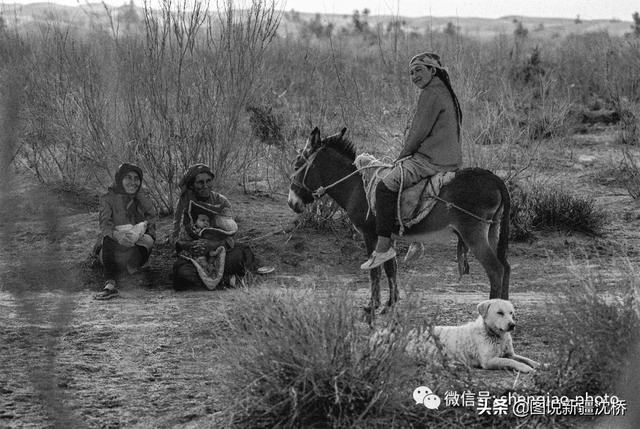 野猪出没的地方，变身沙漠公路第一村