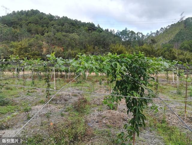 西番莲种植技巧以及注意事项，你都清楚了吗？来看看吧