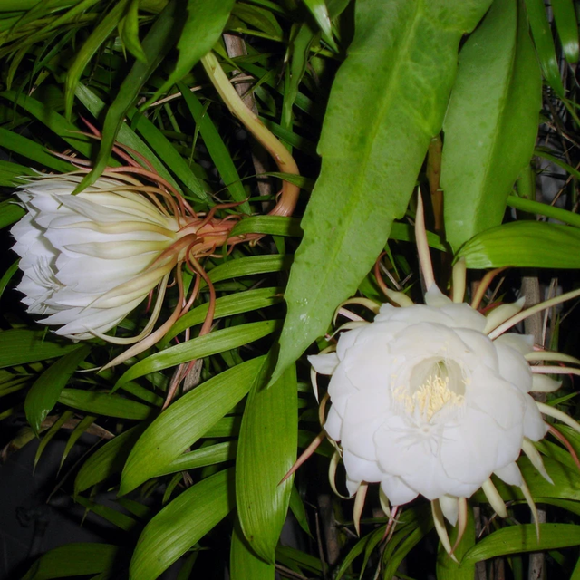 昙花今年秋季能否开花，其实在春夏季节就能看出迹象了