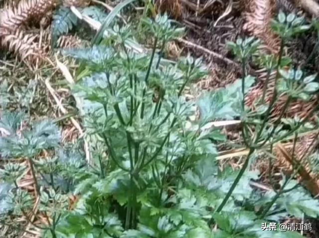 黄连俏市强劲上扬，种植有“钱景”吗？一文读透思路