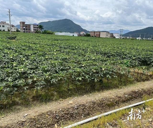 天堂镇：180亩秋葵种植为乡村振兴注入强劲动能