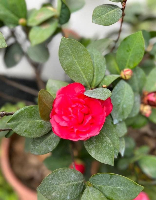 茶花的种植技巧，有3个，花朵大、花期长、越冷越多花