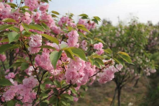 1800株樱花等你来赏 “王宫”边的这个村很美