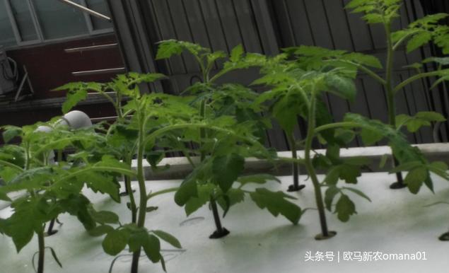 水培西红柿竟是这样简单