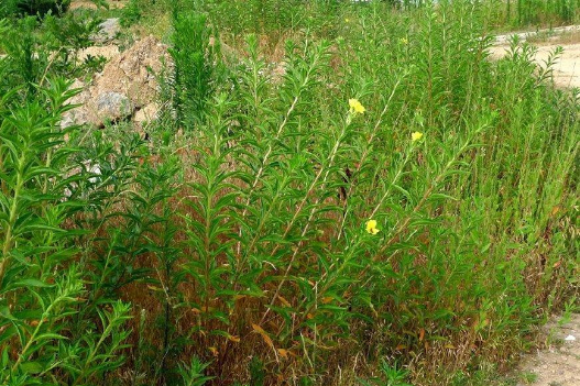 月见草被称为很有种植前景的一种草，大家知道怎么种植么？