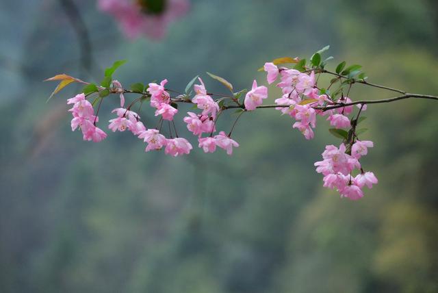 垂丝海棠开花时如美人含羞，盆栽养好不容易，5个技巧要掌握