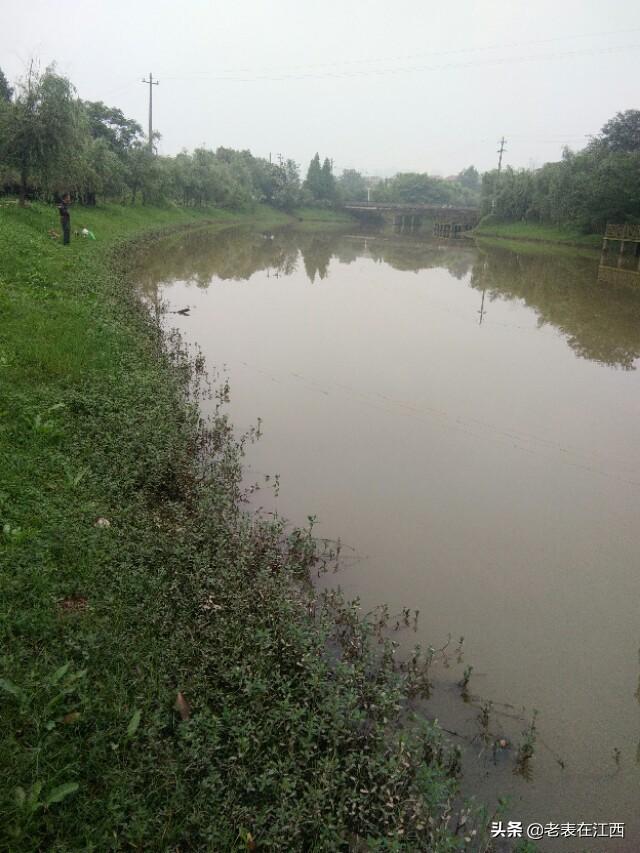 空心菜钓草鱼（野河）