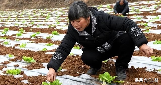 大白菜种植有妙招，只需一步即可高产保质，有经验的菜农都知道