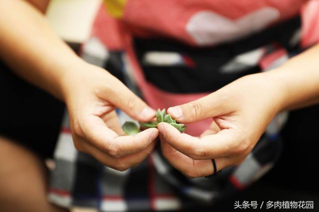 多肉植物大棚里种植多肉就像菜市场摘菜一样，没有你想的那么小心