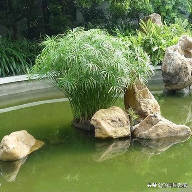 庭院自然式水景边适合种什么植物？这6种植物值得拥有