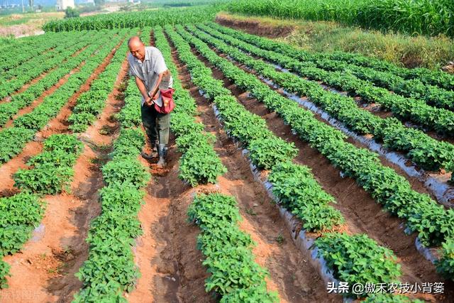 种花生巧施肥，长势好、病害少、果荚多、籽粒饱，增产增收效益好