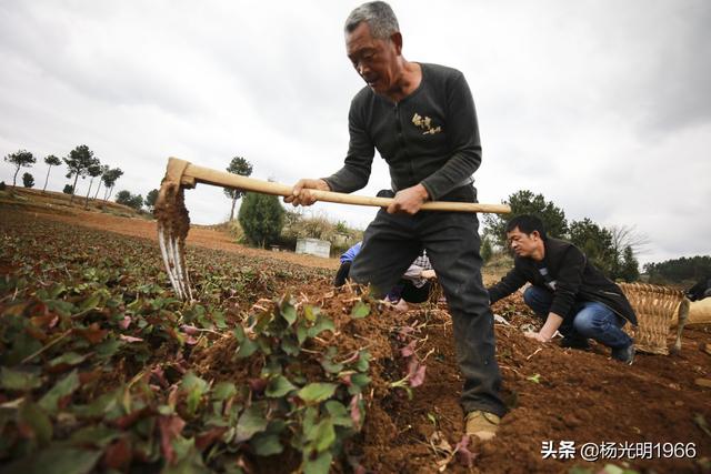 贵州黔西：种植300亩鱼腥草助力脱贫