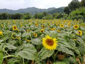 矮种向日葵 怎么种植(人勤夏日忙丨夏播向日葵种植技术指导意见)