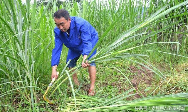 农民利用农村21亩地1年挣120万，方法是种养结合，想致富自己收藏