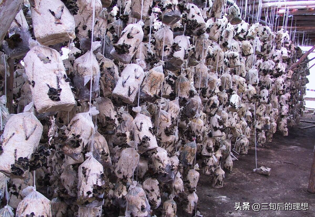 木耳怎么种植？通过这9个方面的学习让木耳种植不再困难