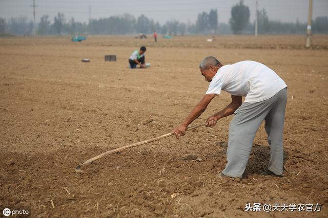 卖价更高的独头蒜，是怎样种出来的？蒜种、播种时间都是关键