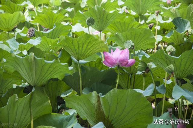 湘莲高产无公害生产技术，如何栽培莲藕教程，赶快收藏下来吧