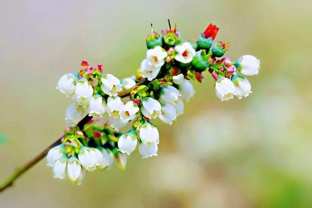 洁白透亮花香阵阵 临沂临沭蓝莓花开为春天增添别样景色