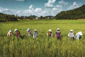 地麦种植(承包100亩地，小麦和玉米种植秘籍大揭秘年收入50万不是梦想)