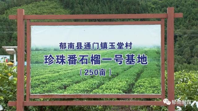 郁南通门镇：珍珠番石榴陆续成熟上市 村民忙采摘喜增收