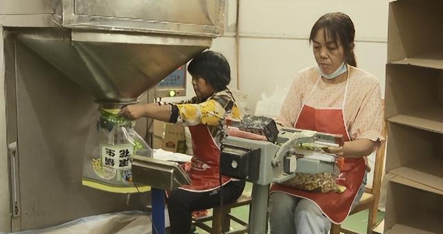 新野：小花生迎来大丰收