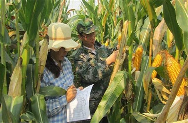 青贮玉米种植，田间管理和采收时间很重要，具体可以这样做