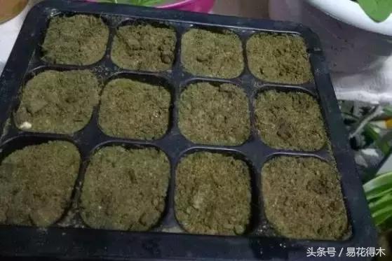 五色菊：撒下一粒籽，尽享五色花