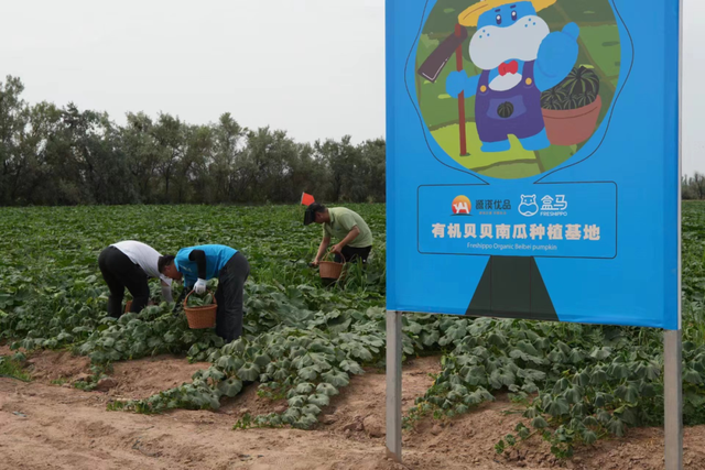 卖掉沙漠里的有机菜：新零售“结缘”有机农业