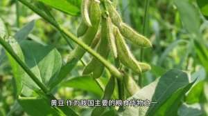 种植大豆的时间(【黄豆种植】黄豆的种植背景、相关知识、种植技巧及未来发展趋势)