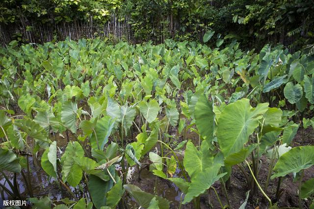 “福鼎槟榔芋”密植覆膜高产栽培技术，看看这5大方面要点