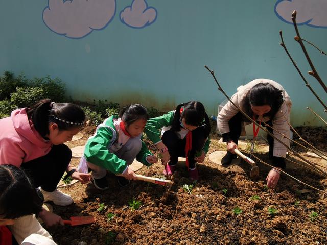 学童未解供耕织 也在校园学种瓜——这所小学的种植节活动亮了