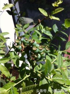 蓝莓籽能种植吗(阳台种蓝莓，一个小诀窍，蓝莓结成串、果子甜又多，朋友羡慕哭)