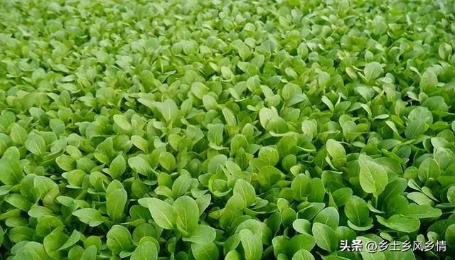 夏季种小白菜易遭虫害怎么办？用这几种方法，不用喷农药就能防治