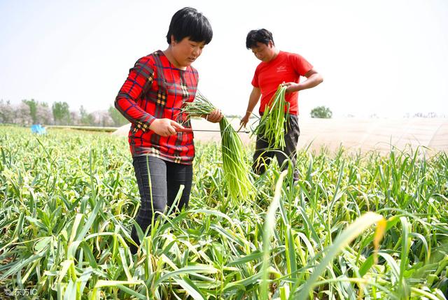 今冬菜价低是因为传统蔬菜种植技术含量低，快来学习种蒜薹技术吧