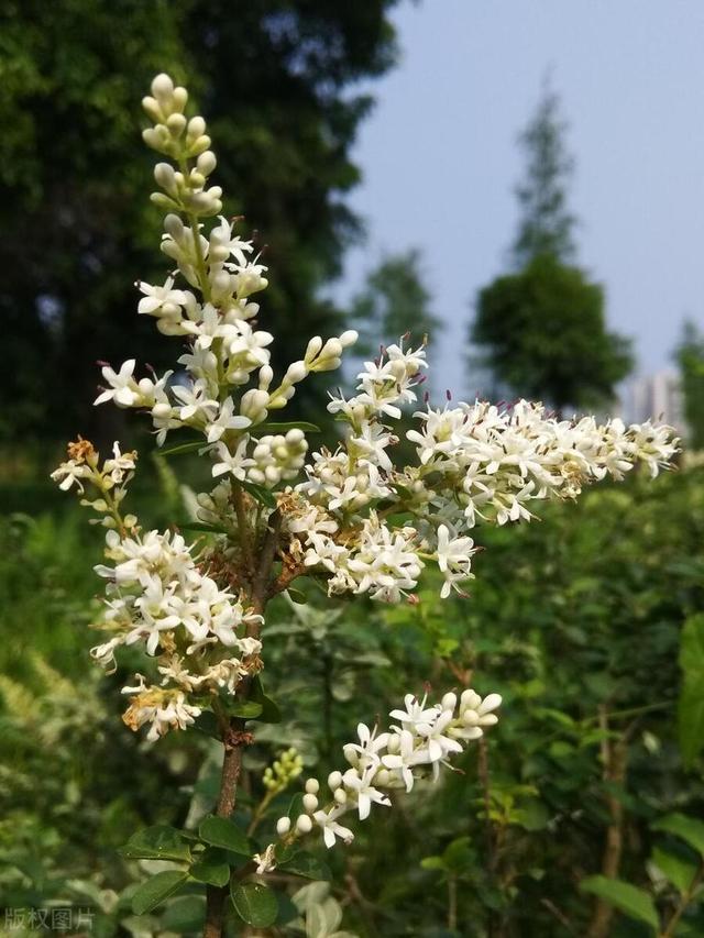 如何选取适合的植物来设计现代风花园？