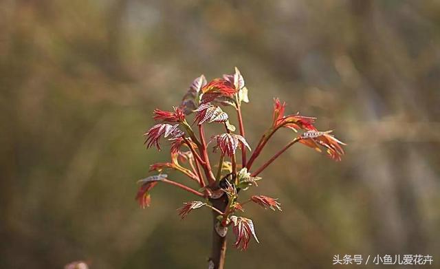 香椿也能当盆栽，买棵苗栽倒盆里，来年就能吃到香椿嫩芽