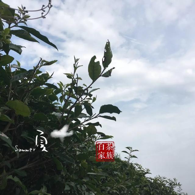 同样叫“白茶”，安吉白茶存三年成“草”，福鼎白茶却越来越贵？