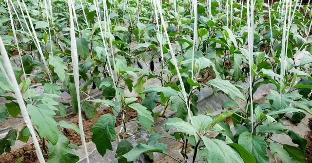 茄子种植时间及移栽管理问题介绍