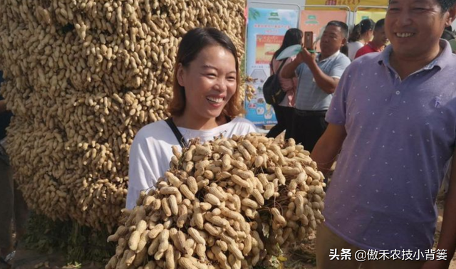 种花生巧施肥，长势好、病害少、果荚多、籽粒饱，增产增收效益好