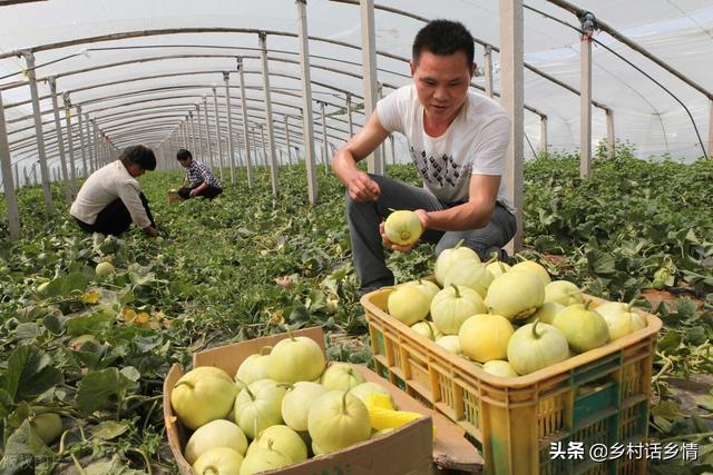 老爸一直用这个方法种植西瓜、甜瓜、地瓜等，高产好吃，卖价高