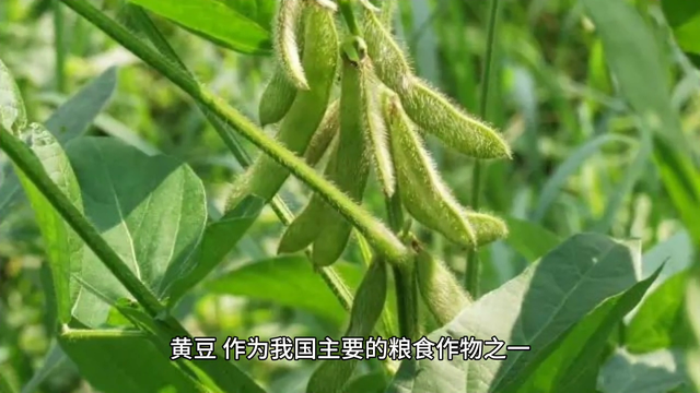 【黄豆种植】黄豆的种植背景、相关知识、种植技巧及未来发展趋势