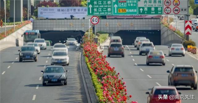 美炸了，绚丽多姿！首条“月季大道”！南京有条路要火了！