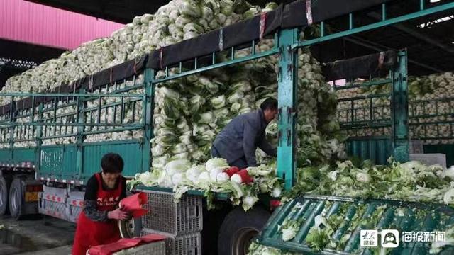 探访山东寿光蔬菜批发市场：黄瓜西红柿集中上市“菜篮子”供应充足