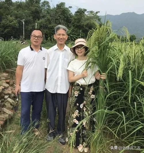 竹子和水稻杂交结出稻谷叫竹稻，不易发病虫害，品质好经济效益高