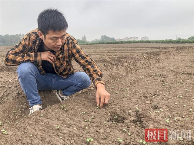 悠悠夏枯草，株株系真情——江陵县80后村干部试种中草药为村民蹚出致富路